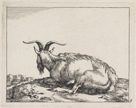 KG 04326
<br/>
Liggende geit
<br/>
<em>Bije, Marcus de (1639-ca. 1690)</em>